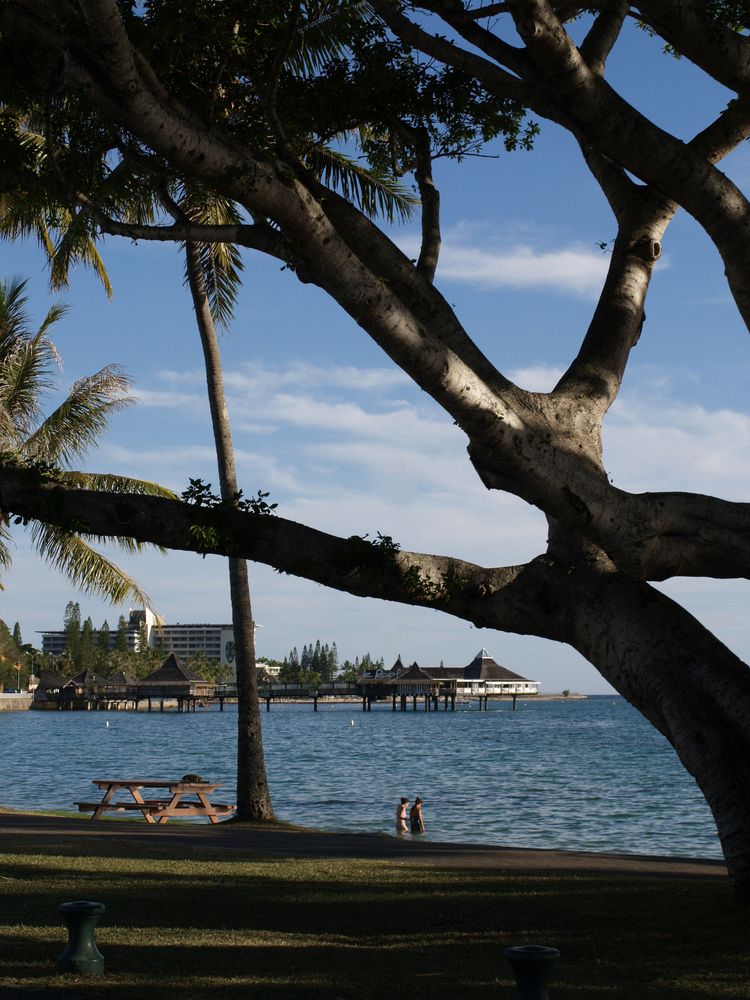 Nouméa - Des arbres et la mer - Bäume am Ufer