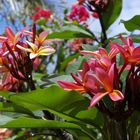 Nouméa - Kuendu Beach Resort - Frangipaniers sur fond de bougainvillées