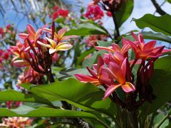 Nouméa - Kuendu Beach Resort - Frangipaniers sur fond de bougainvillées