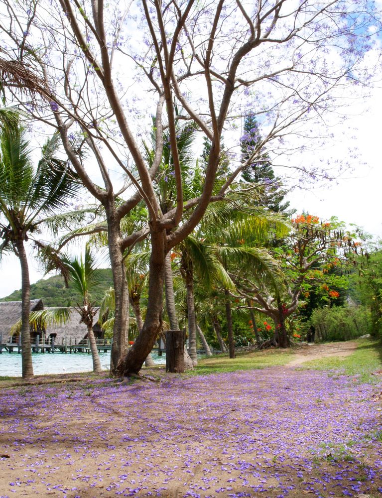 )Nouméa - Kuendu Beach Resort - Tapis de fleurs de Jacaranda