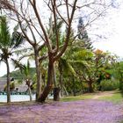 )Nouméa - Kuendu Beach Resort - Tapis de fleurs de Jacaranda