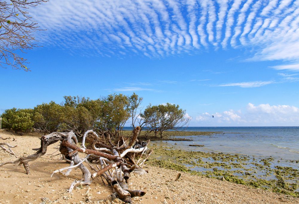 Nouméa - L’Île aux canards 6