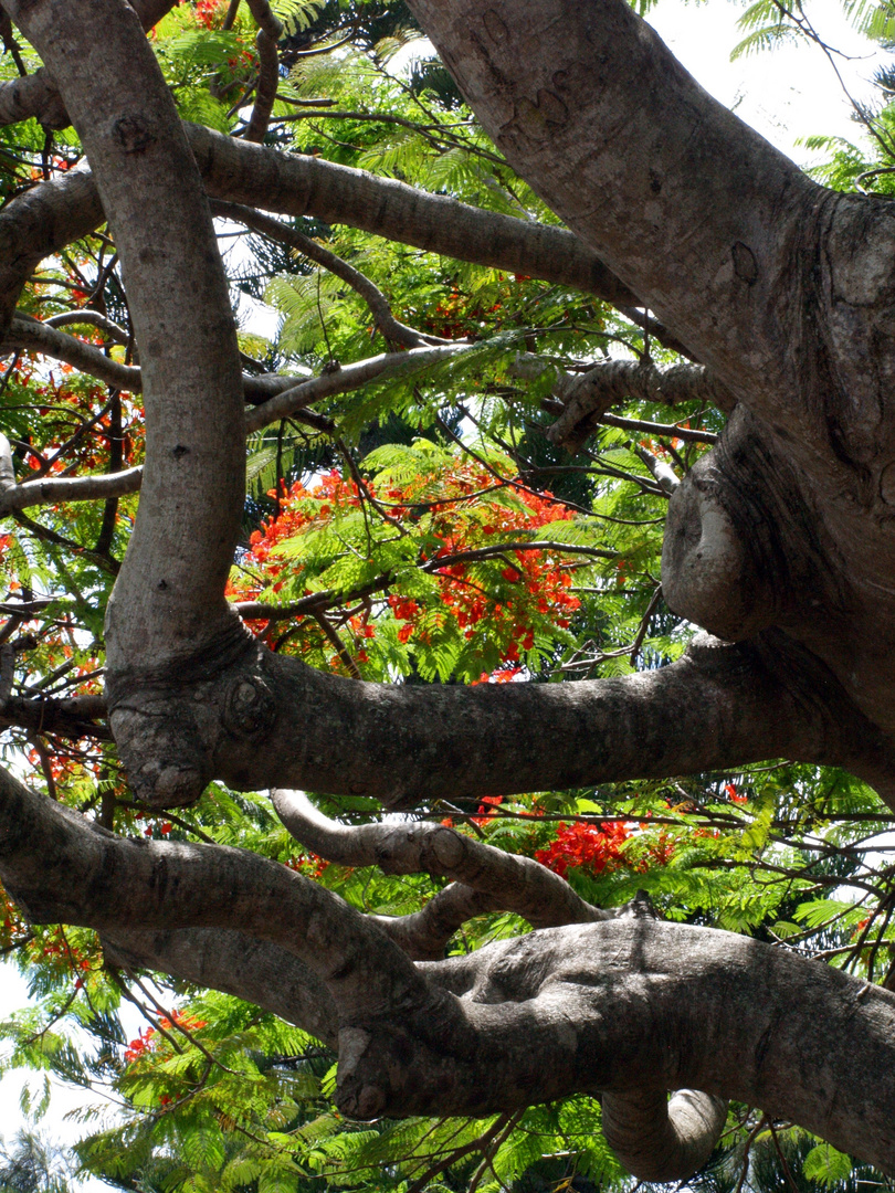 Nouméa - Parc forestier 1 - Forstpark 1