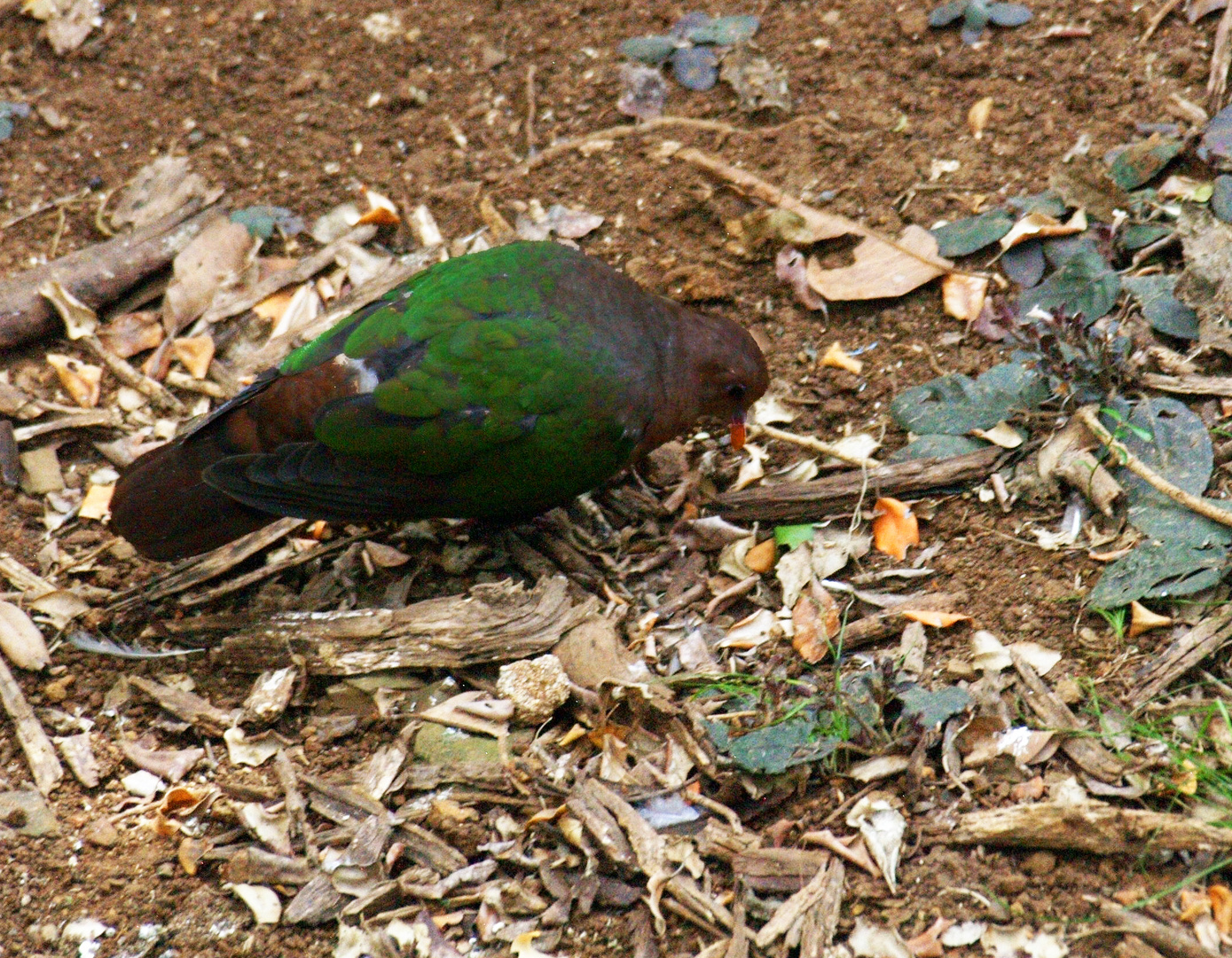 Nouméa - Parc zoologique et forestier 12 - Tourterelle verte de Nouvelle-Calédonie