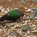 Nouméa - Parc zoologique et forestier 12 - Tourterelle verte de Nouvelle-Calédonie