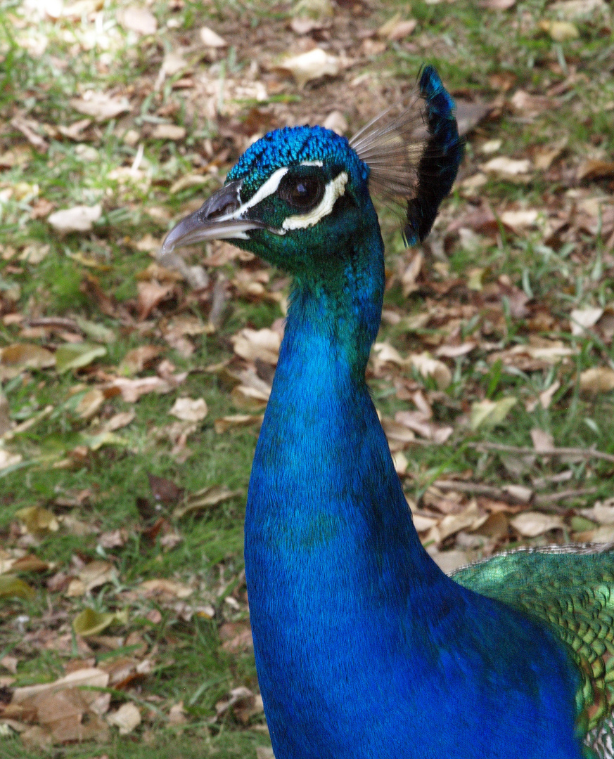 Nouméa - Parc zoologique et forestier 13 - Paon bleu