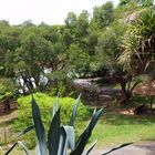 Nouméa - Parc zoologique et forestier 14 - Une vue du parc
