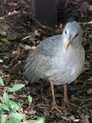 Nouméa - Parc zoologique et forestier 15 – Un cagou