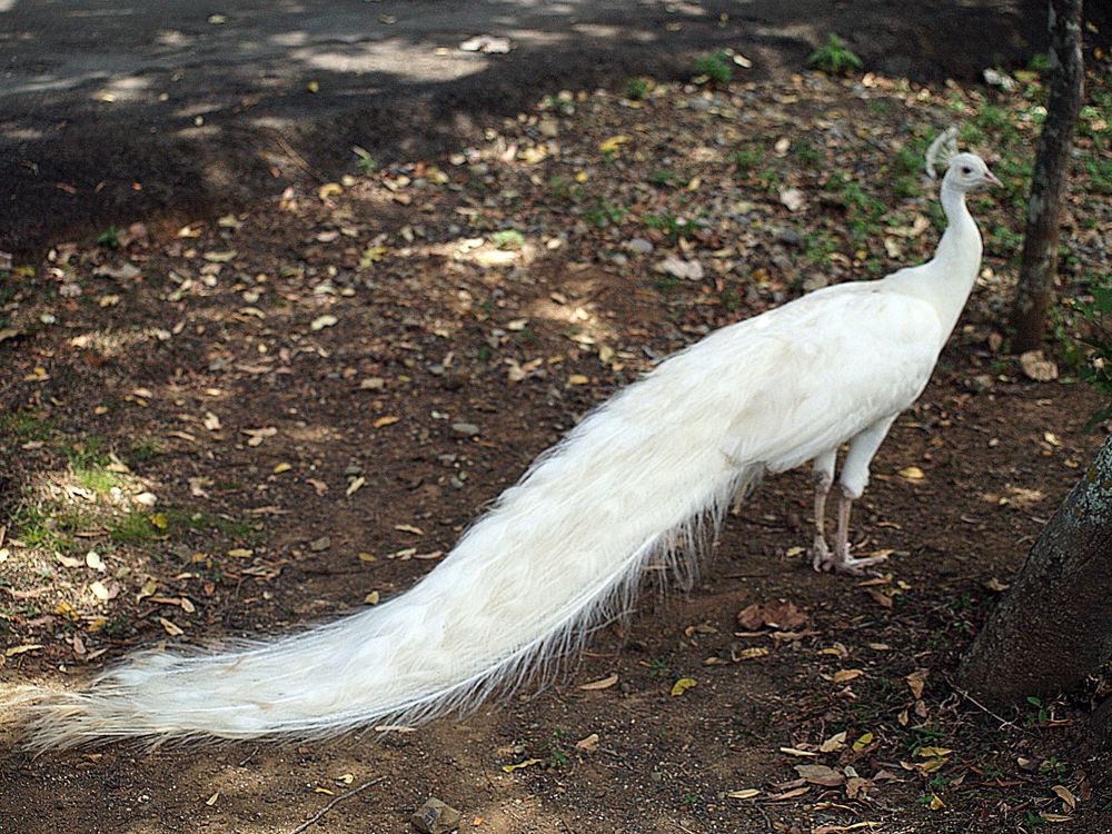 Nouméa - Parc zoologique et forestier 16 – Paon blanc