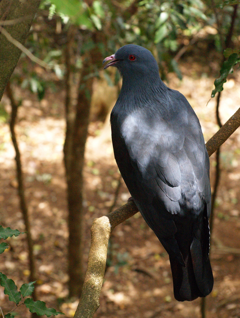 Nouméa - Parc zoologique et forestier 17 - - Notou (carpophage géant)