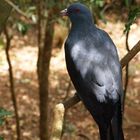 Nouméa - Parc zoologique et forestier 17 - - Notou (carpophage géant)