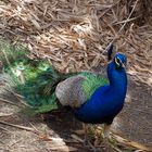 Nouméa - Parc zoologique et forestier 19 – Un autre paon bleu