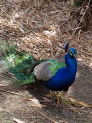 Nouméa - Parc zoologique et forestier 19 – Un autre paon bleu