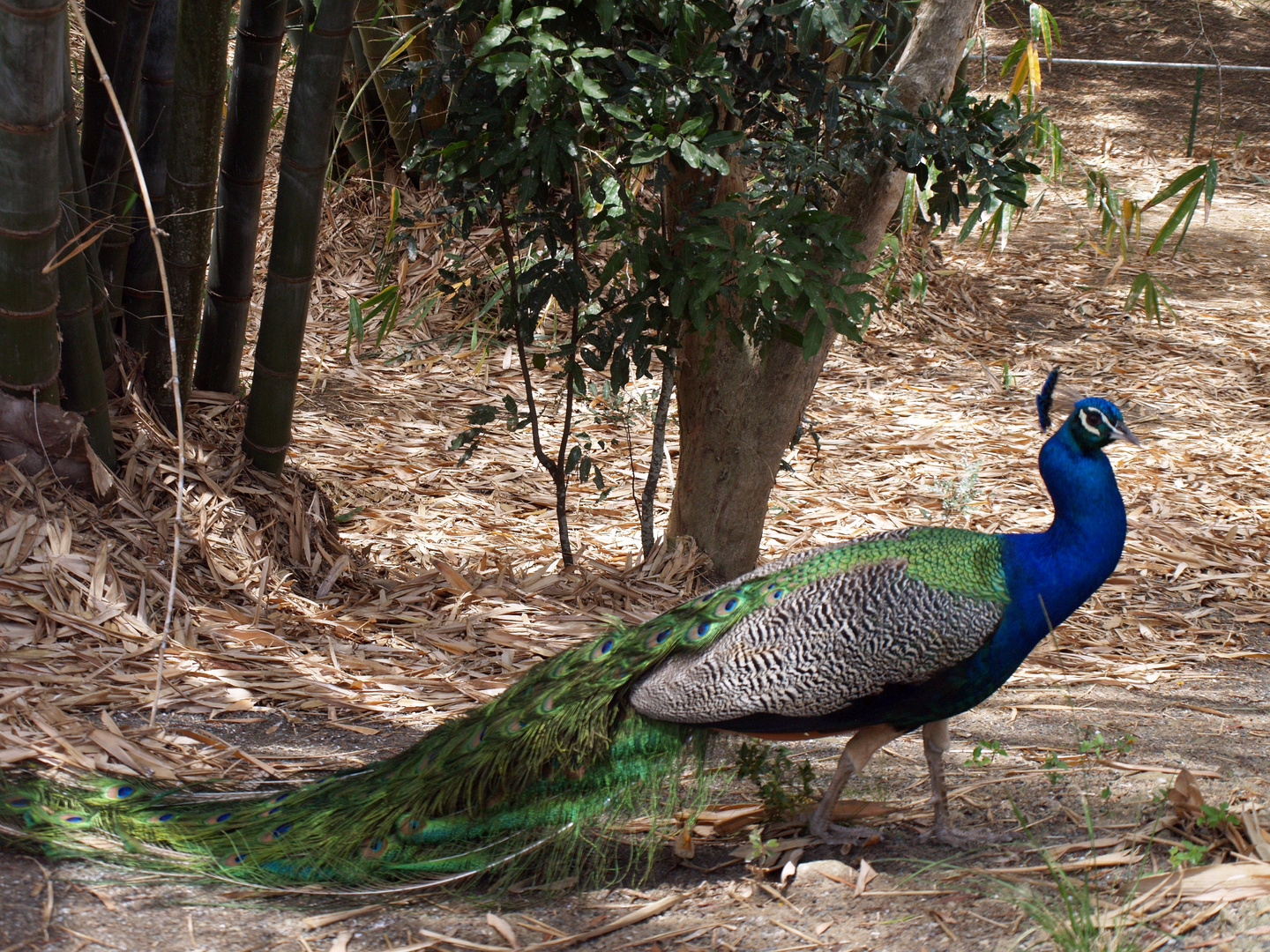 Nouméa - Parc zoologique et forestier 2 - Paon bleu