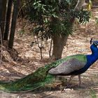 Nouméa - Parc zoologique et forestier 2 - Paon bleu