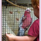 Nouméa - Parc zoologique et forestier 20 – L’enfant et le perroquet