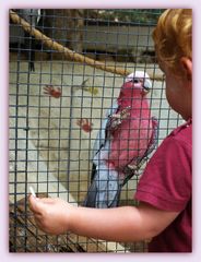 Nouméa - Parc zoologique et forestier 20 – L’enfant et le perroquet