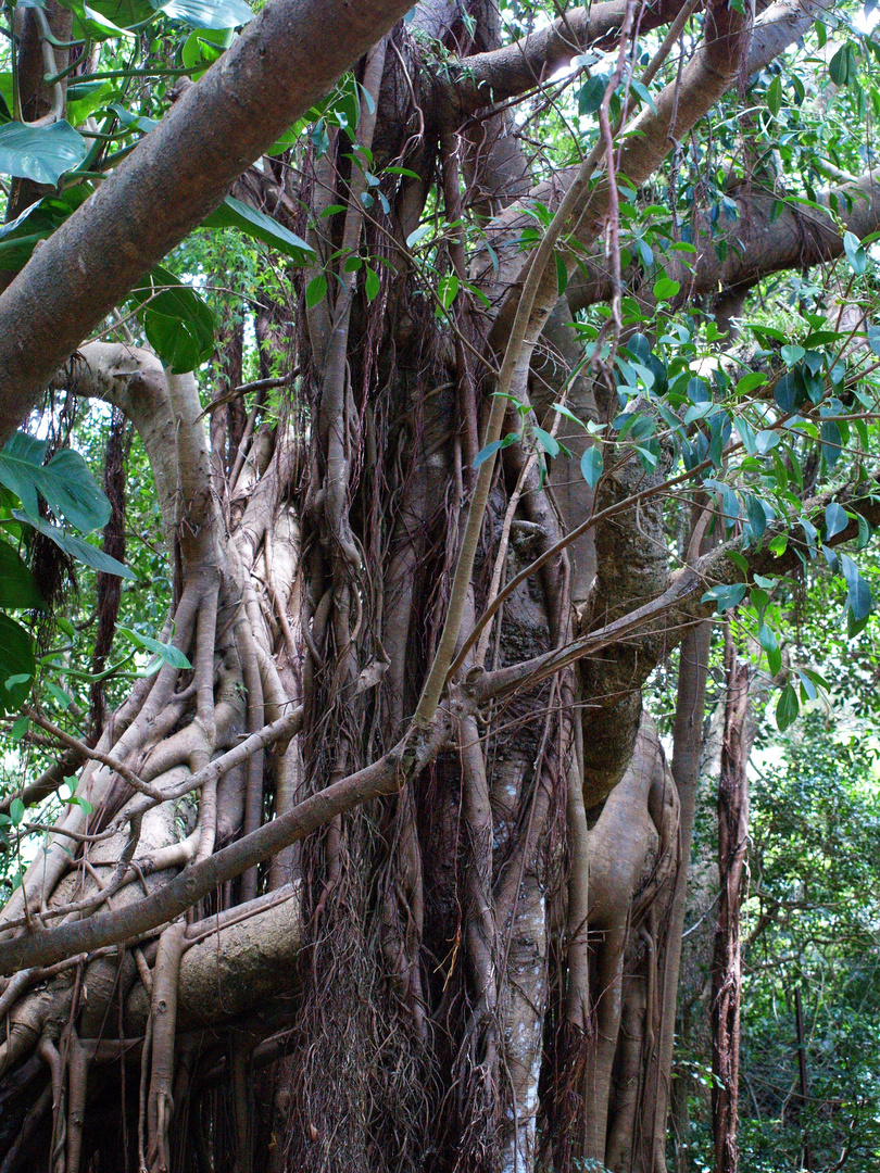 Nouméa - Parc zoologique et forestier 21 – Un des troncs d’un banian