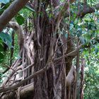 Nouméa - Parc zoologique et forestier 21 – Un des troncs d’un banian