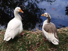 Nouméa - Parc zoologique et forestier 22 – Conversation au bord d’un lac