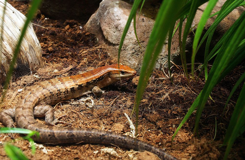 Nouméa - Parc zoologique et forestier 23 – Iguane du désert