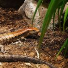 Nouméa - Parc zoologique et forestier 23 – Iguane du désert