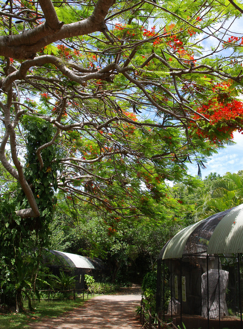 Nouméa - Parc zoologique et forestier 24 - Une allée du parc