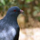 Nouméa - Parc zoologique et forestier 25 - Gros plan d’un notou