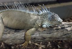 Nouméa - Parc zoologique et forestier 27 - Iguane