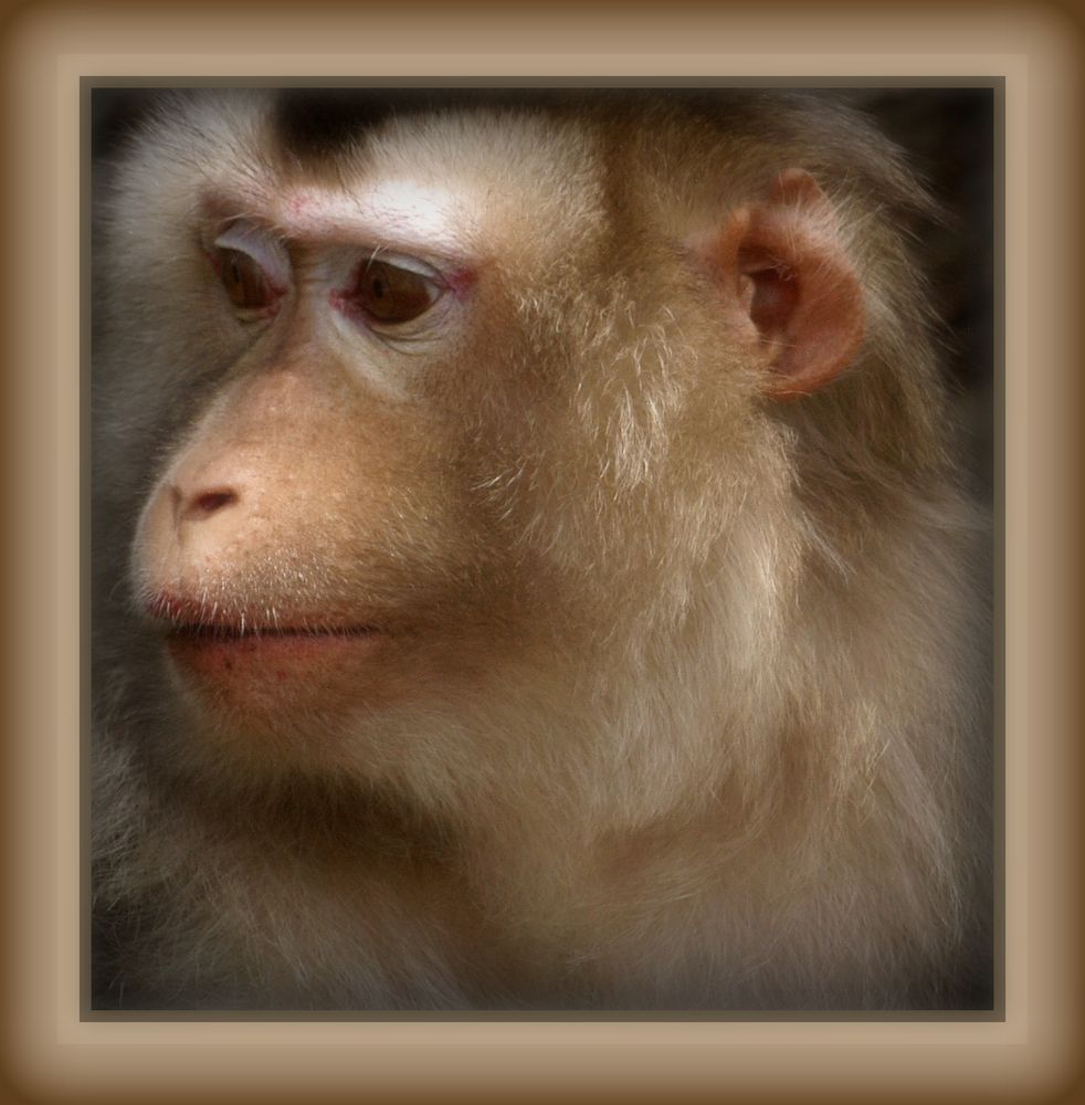 Nouméa - Parc zoologique et forestier 28 – Macaque au regard désenchanté.