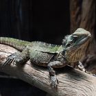 Nouméa - Parc zoologique et forestier 29 – Dragon d’eau australien