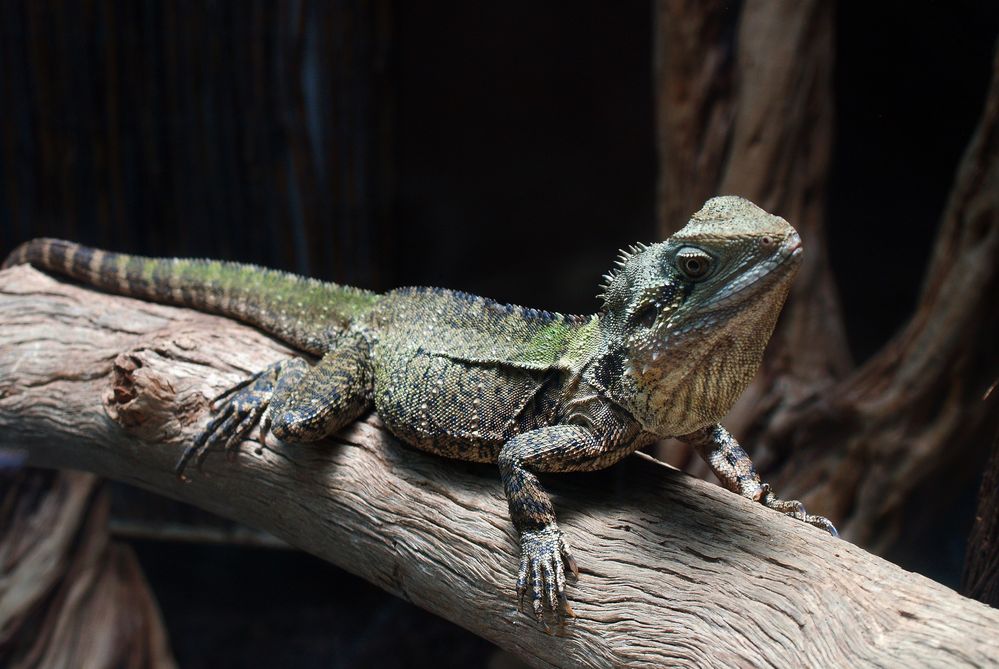 Nouméa - Parc zoologique et forestier 29 – Dragon d’eau australien