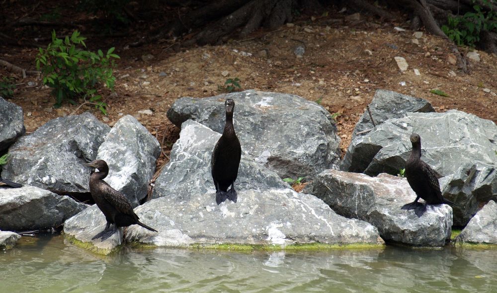 Nouméa - Parc zoologique et forestier 30 – Cormorans au bord d’un des lacs