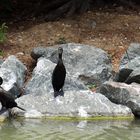 Nouméa - Parc zoologique et forestier 30 – Cormorans au bord d’un des lacs