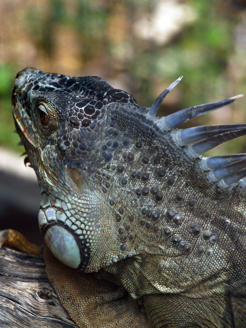 Nouméa - Parc zoologique et forestier 32 – Tête d’iguane