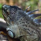 Nouméa - Parc zoologique et forestier 32 – Tête d’iguane