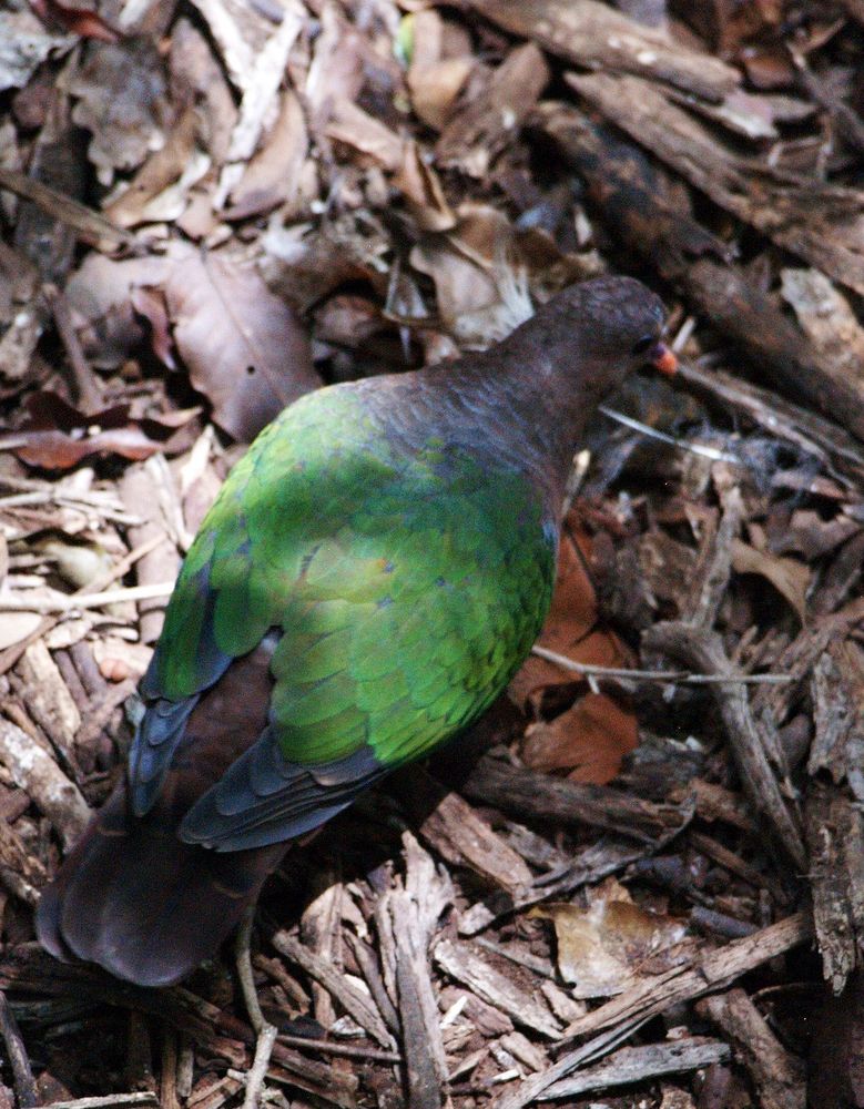 Nouméa - Parc zoologique et forestier 33 – Dos d’une tourterelle verte de Nouvelle-Calédonie