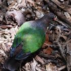 Nouméa - Parc zoologique et forestier 33 – Dos d’une tourterelle verte de Nouvelle-Calédonie