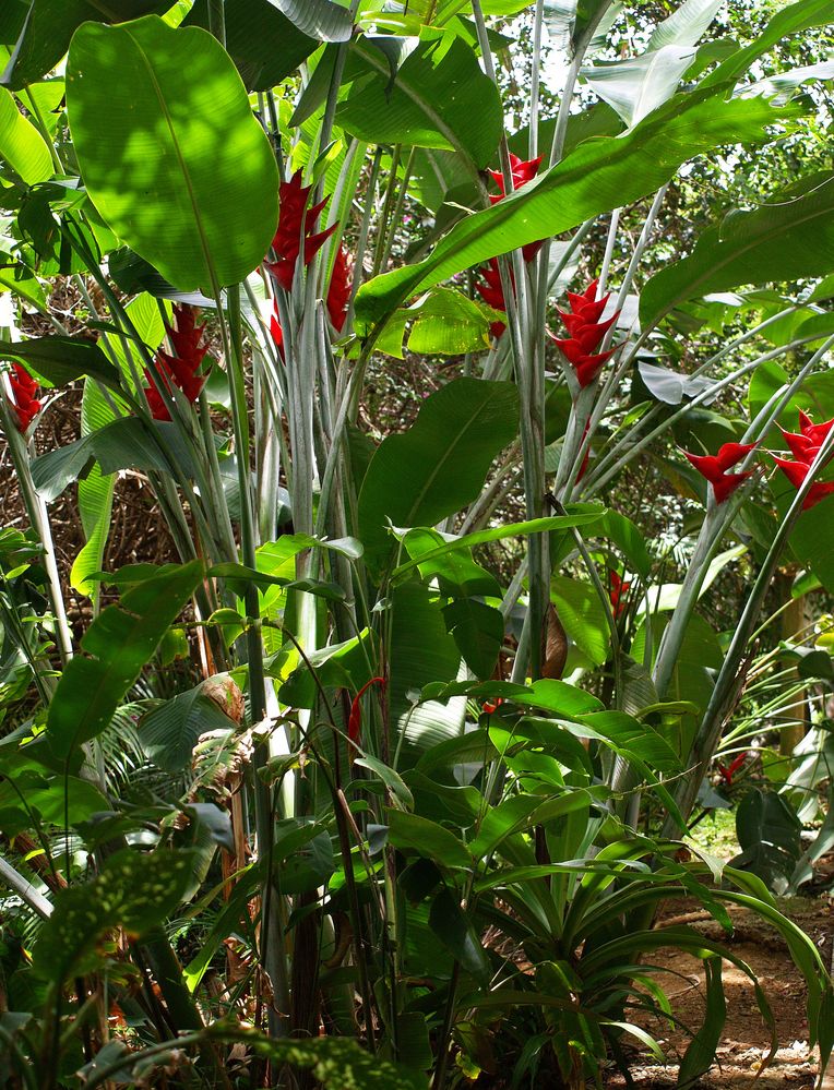 Nouméa - Parc zoologique et forestier 34 – Fleurs de balisier