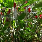 Nouméa - Parc zoologique et forestier 34 – Fleurs de balisier