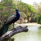 Nouméa - Parc zoologique et forestier 35 - Qui c’est le plus beau…. ?