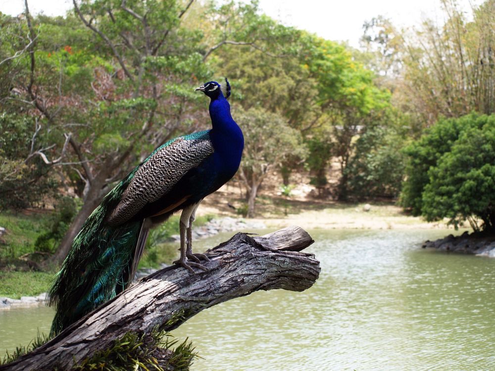 Nouméa - Parc zoologique et forestier 35 - Qui c’est le plus beau…. ?