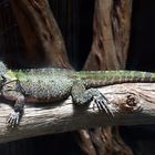 Nouméa - Parc zoologique et forestier 36 – Dragon d’eau australien