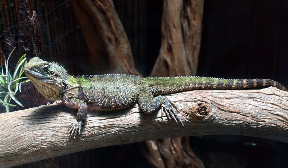 Nouméa - Parc zoologique et forestier 36 – Dragon d’eau australien