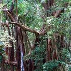 Nouméa - Parc zoologique et forestier 38 – Tronc multiple d’un banian