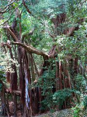 Nouméa - Parc zoologique et forestier 38 – Tronc multiple d’un banian