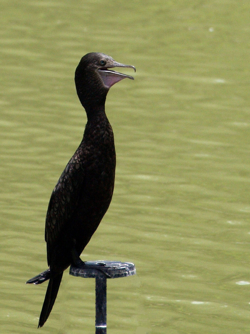 Nouméa - Parc zoologique et forestier 39 – Un cormoran en pleines vocalises…