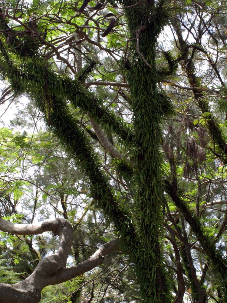 Nouméa - Parc zoologique et forestier 4 - Arbre « moussu »