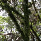 Nouméa - Parc zoologique et forestier 4 - Arbre « moussu »