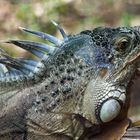 Nouméa - Parc zoologique et forestier 40 – Mon iguane préféré